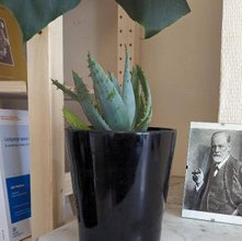 Freud & cactus (interior view of the consultation room)